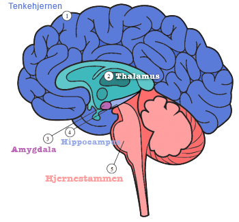 Illustrasjon av hjernen